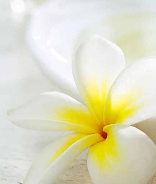 white and yellow flower